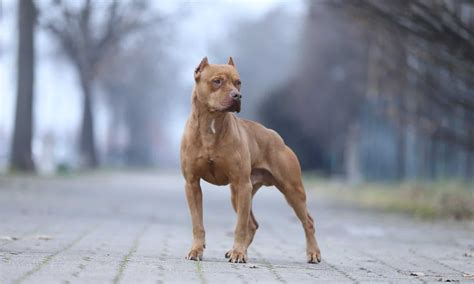 See 'Hulk' — The Biggest Pit Bull Ever Recorded - A-Z Animals