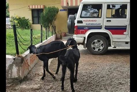 Telangana Police Arrested 2 Goats For Grazing - बकरियों ने किया ऐसा खेल ...