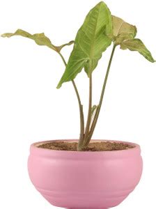 Lasaki Bowl Small Ceramic Pot For Plants Indoor Living Room, home decor ...