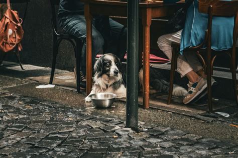Dog-Friendly Birmingham Breweries and Eateries