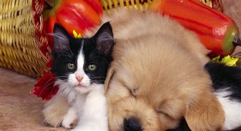 小猫和狗的合影图片-猫和狗素材-高清图片-摄影照片-寻图免费打包下载