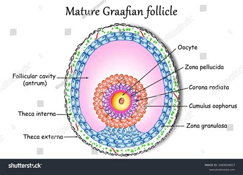 Understanding The Development Of The Graafian Follicle: A Guide