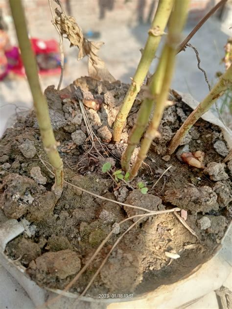 Isolation of soil Nematodes &looking for C.elegans in Indian soil ...