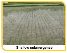 Cultivation Practices >> Water Management