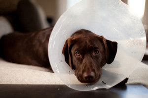 How to Protect Your Dog From Cancer: Prevention Tips – Petsworld