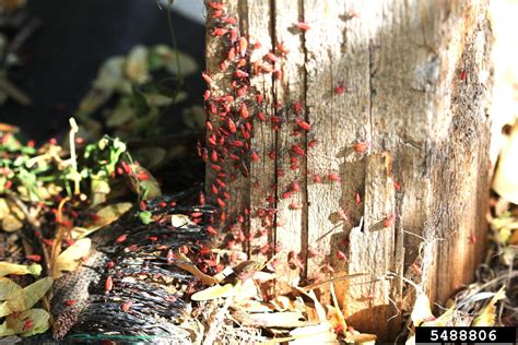boxelder bug (Boisea trivittata)