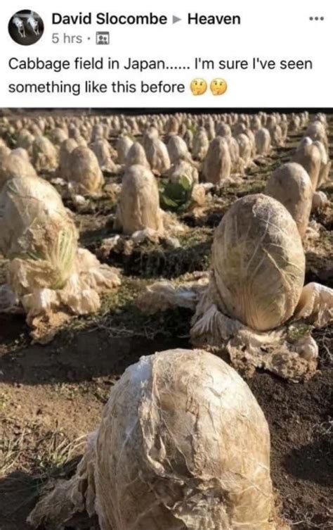 Image result for Alien Diss