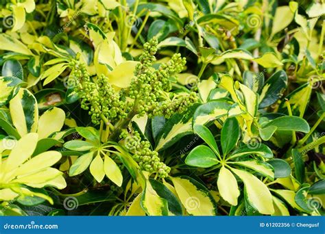 Schefflera Tree Invasive Florida 的图像结果
