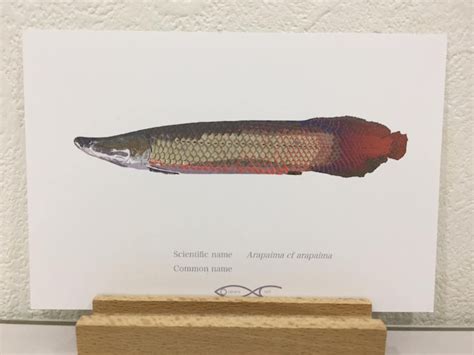 Arapaima cf arapaima Drawing Postcard | osakanacraft