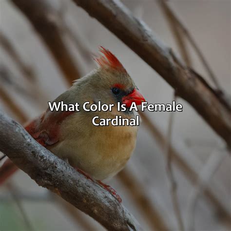 What Color Is Noir - colorscombo.com