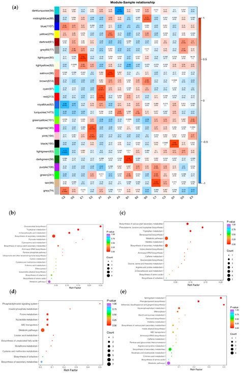 Molecular Mechanisms Underlying Salt Tolerance in Maize: A Combined ...