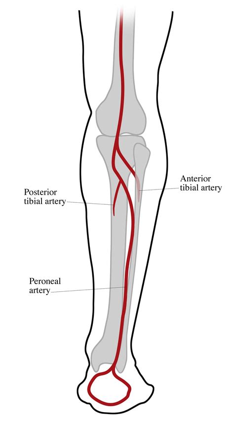 Anterior Tibial Artery