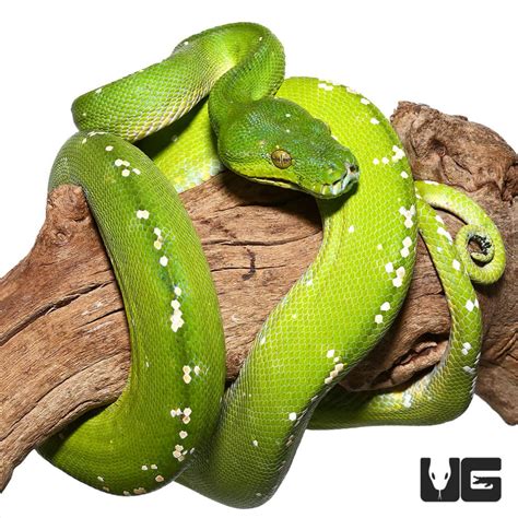 Image result for Adult Green Tree Python
