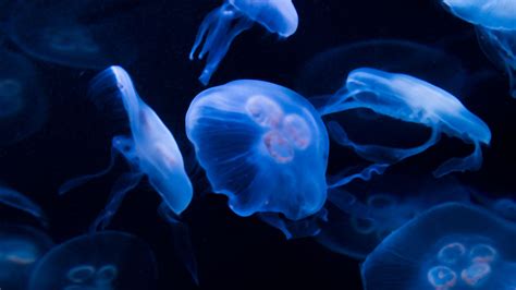 Download wallpaper 3840x2160 jellyfish, underwater, water, dark, blue ...