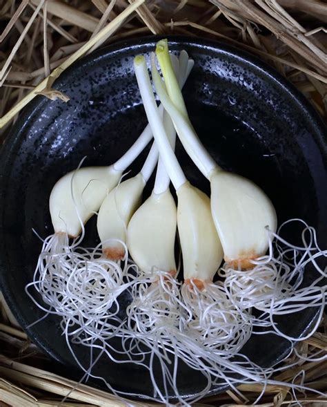 Neighbors Food Marketがつなぐローカル。 新潟県の生産者による、からだとこころによいものづくり | Neighbors ...