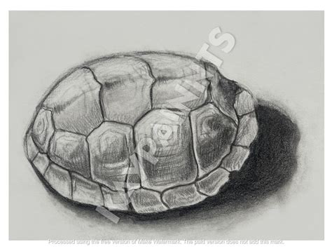 Image result for Real Turtle Shells Drawing