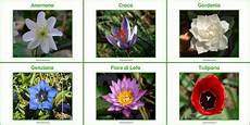 elenco fiori con foto schede con nomi e foto di 60 fiori da stare o scaricare elenco fiori con foto schede con nomi e foto di 60 fiori da stare o scaricare