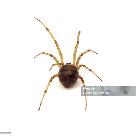 Triangulate Cobweb Spider Isolated On White Background Steatoda ...