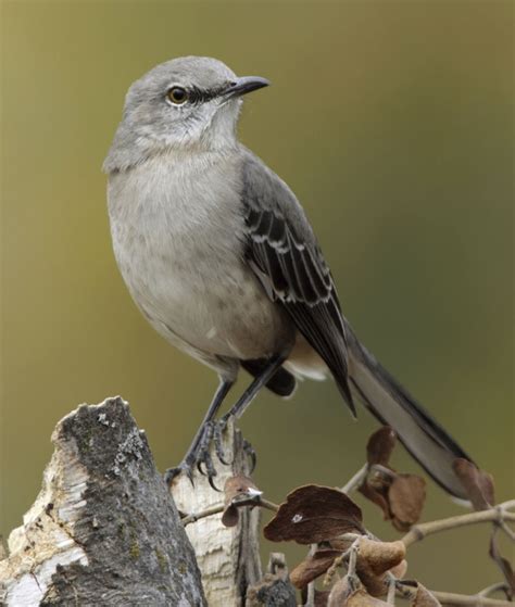 Texas Indigenous Birds: A Complete Guide