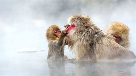Bing Image Creator a Monkey On a Home 的图像结果