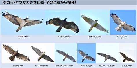 Image result for Python Game Remove System 32 Files