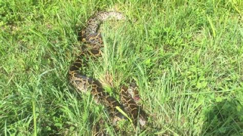 Image result for Discovery Burmese Python