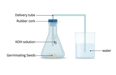 Gas exchange in plants — lesson. Science CBSE, Class 10.