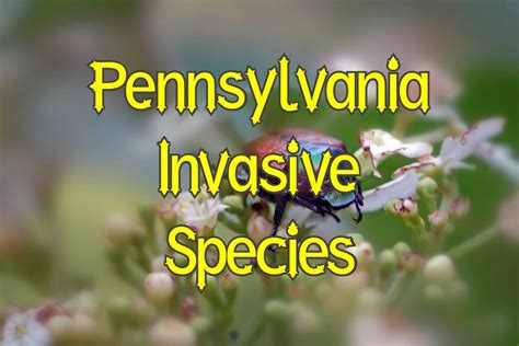 50 Invasive Species in Pennsylvania (Animals and Plants)