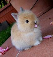 Image result for Fuzzy Baby Bunny