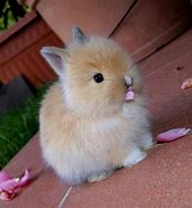 Image result for Cute Fuzzy Baby Animals