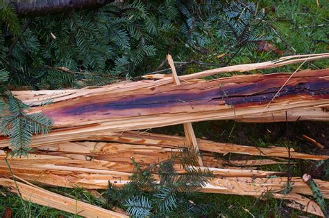 Exploding Trees Video 的图像结果