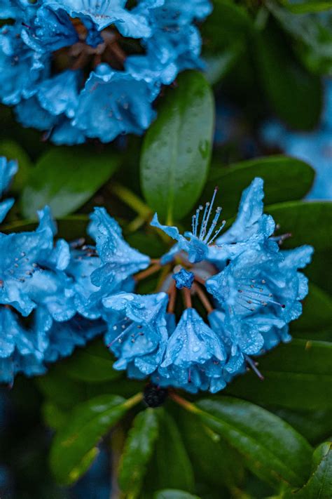 Download Rhododendron Blue Flowers Phone Wallpaper | Wallpapers.com