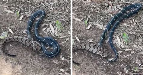 Kingsnake Swallows Bigger Rattlesnake