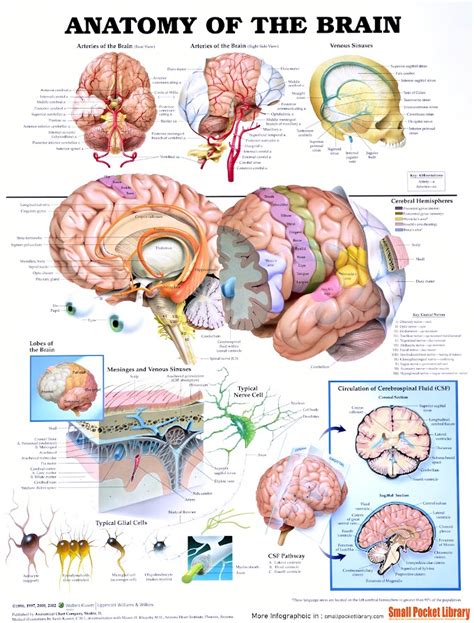 Image result for Trauma Brain Processing