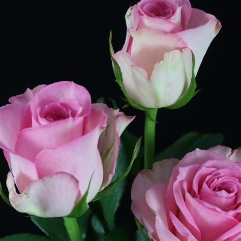 For More Than 2 Decades, Sweet Unique Roses Are Still Rocking - Thursd