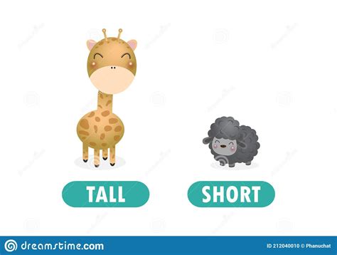 What is the opposite of tall tall?