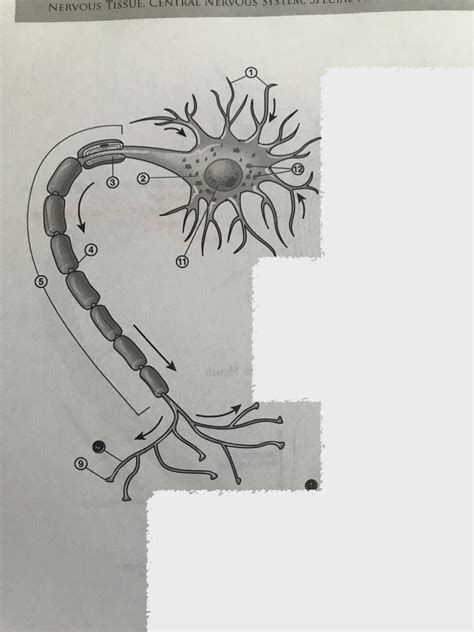 motor neuron Diagram | Quizlet