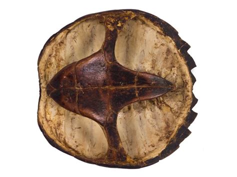 Image result for Defleshing Snapping Turtle Shell