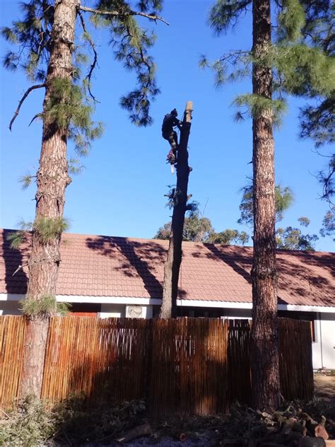 Image result for St. Helena Tree Felling