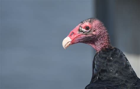 Which Birds Have a Sense of Smell