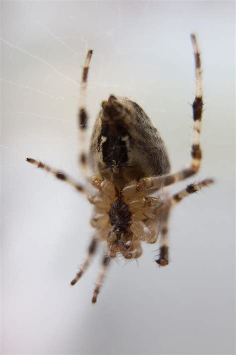 Found this neat spider in Massachusetts. Any ideas? : r/spiders