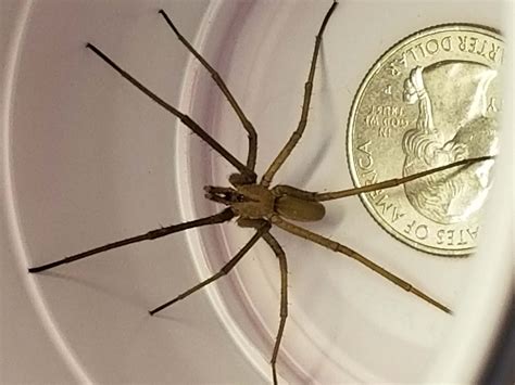 Male Kukulcania hibernalis (Southern House Spider) in Atlanta, Georgia ...