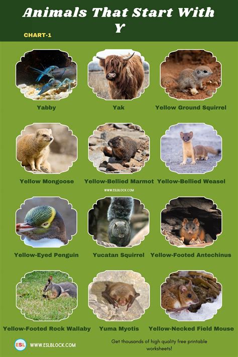 Animals that start with y – Artofit