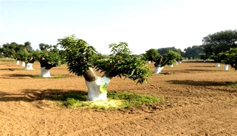 Horticulture Department