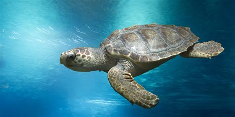 Loggerhead Turtle 的图像结果