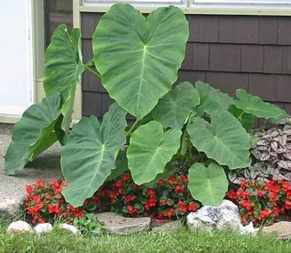 saraswati traders 2 Bulbs of Rarest Alocasia Sarawakensis Yucatan ...