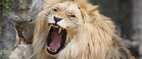 Download wallpaper 2560x1080 lion, grin, big cat, predator dual wide ...