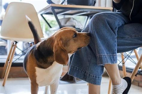 狗狗品种大全，看看你能叫的出多少种？|狗狗|博美犬|品种_新浪新闻