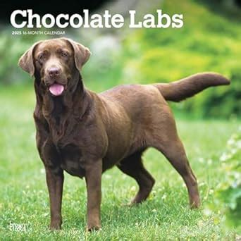 Chocolate Labrador Retrievers 2025 12 X 24 Inch Monthly Square Wall ...