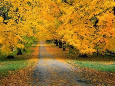 Pretty Fall Backgrounds by All New Wallpaper The Beautiful Autumn Wallpaper For Pretty Fall Backgrounds